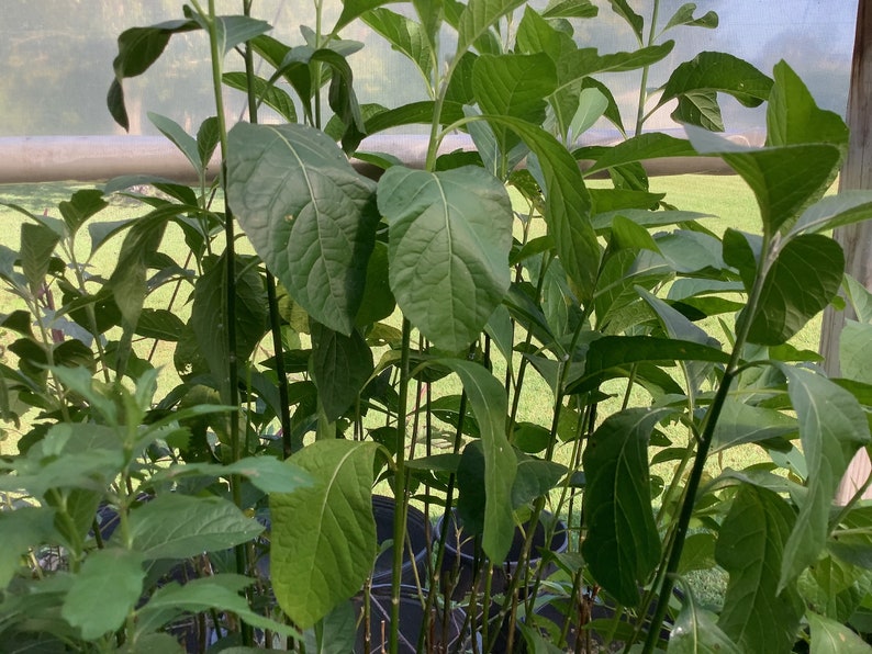 African Bitter Leaf Plant - 2.5” Pot, Edible Herb, Veronia amygdalina, Culinary Use, Tropical African Herb