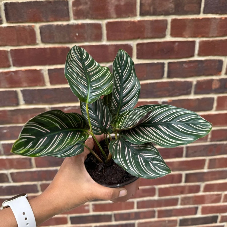 Calathea Ornata 4" Pot | Pinstripe Prayer Plant | Calathea ornata | Unique Striped Foliage Houseplant for Indoor Decor
