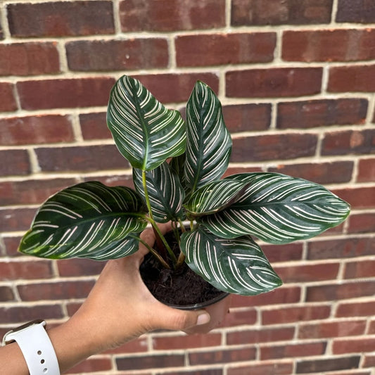 Calathea Ornata 4" Pot | Pinstripe Prayer Plant | Calathea ornata | Indoor Houseplant with Striped Foliage