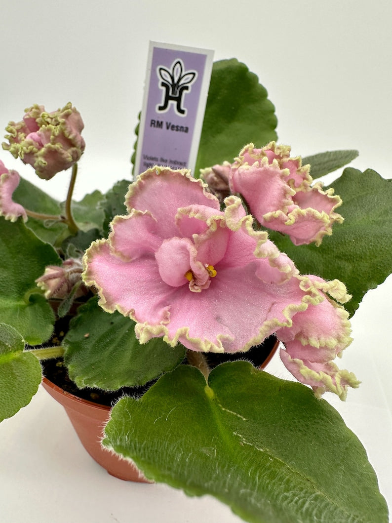 Live African Violet Plant 4" - RM Vesna - Blooming Indoor Houseplant - Saintpaulia