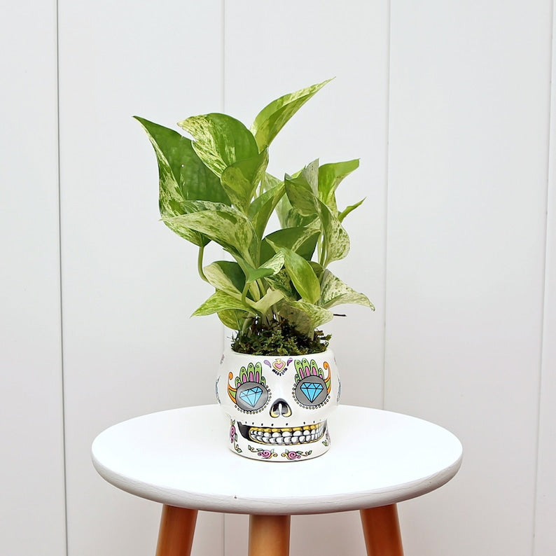 Funky Ceramic Skull Planter with Marble Queen Pothos, Small Indoor Plant, Air Purifying, Epipremnum Aureum, Unique Gift