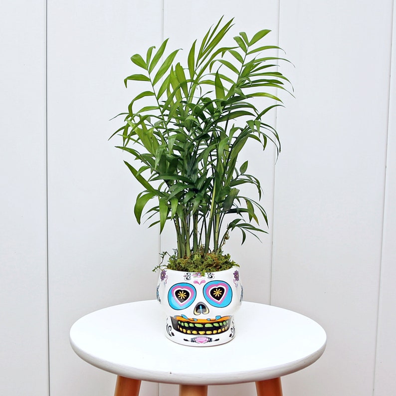 Live Parlor Palm Plant in Funky Ceramic Skull Pot - Chamaedorea Elegans - Unique Office Gift, Halloween, Christmas, Memorial Plant