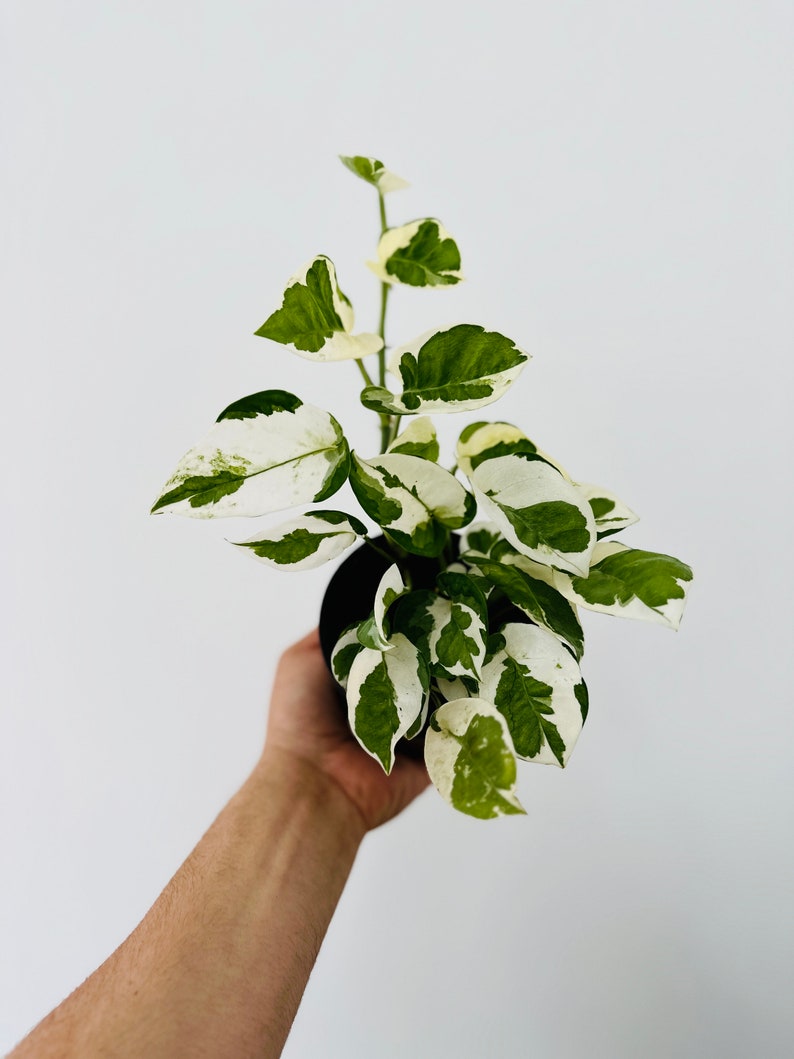 Pothos N’Joy Live Plant 4” Pot - Variegated Devil’s Ivy - Epipremnum aureum ‘Njoy’ - Low Maintenance Indoor Plant