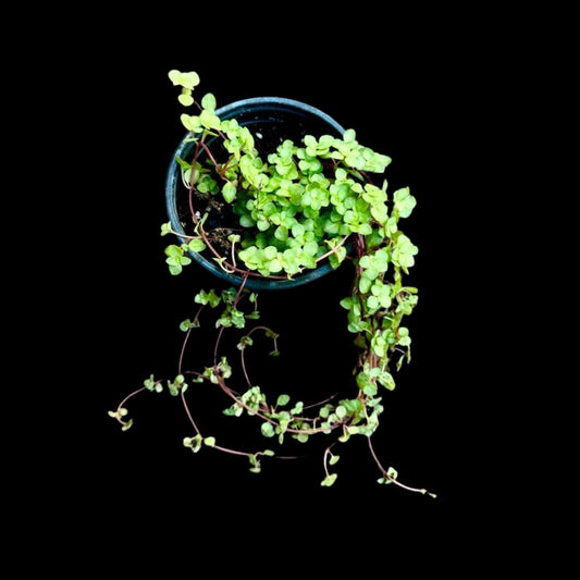 Biblical Job's Tears Plant - Blue Baby Tears - 4" Nursery Pot - Pilea glauca - Easy Care Indoor Succulent Houseplant