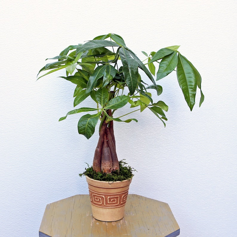 LIVE Money Tree Plant in 4 Inch Pot - Pachira Aquatica - Good Luck Tree - Feng Shui Indoor Plant - Perfect Gift for Plant Lovers