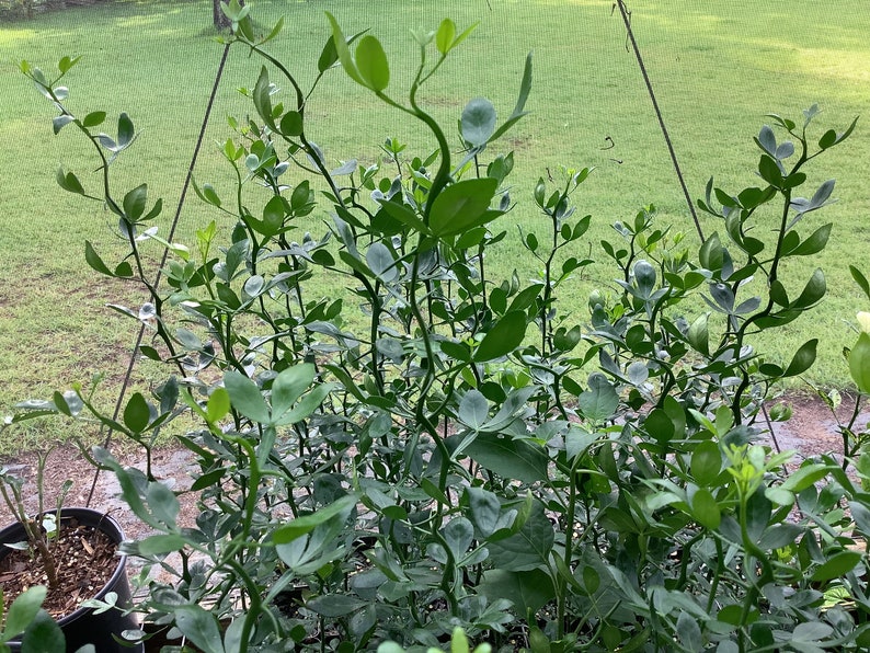 Flying Dragon Trifoliate Orange Plant, 2.5" Pot, Bitter Orange, Poncirus trifoliata - Cold Hardy Citrus for Garden