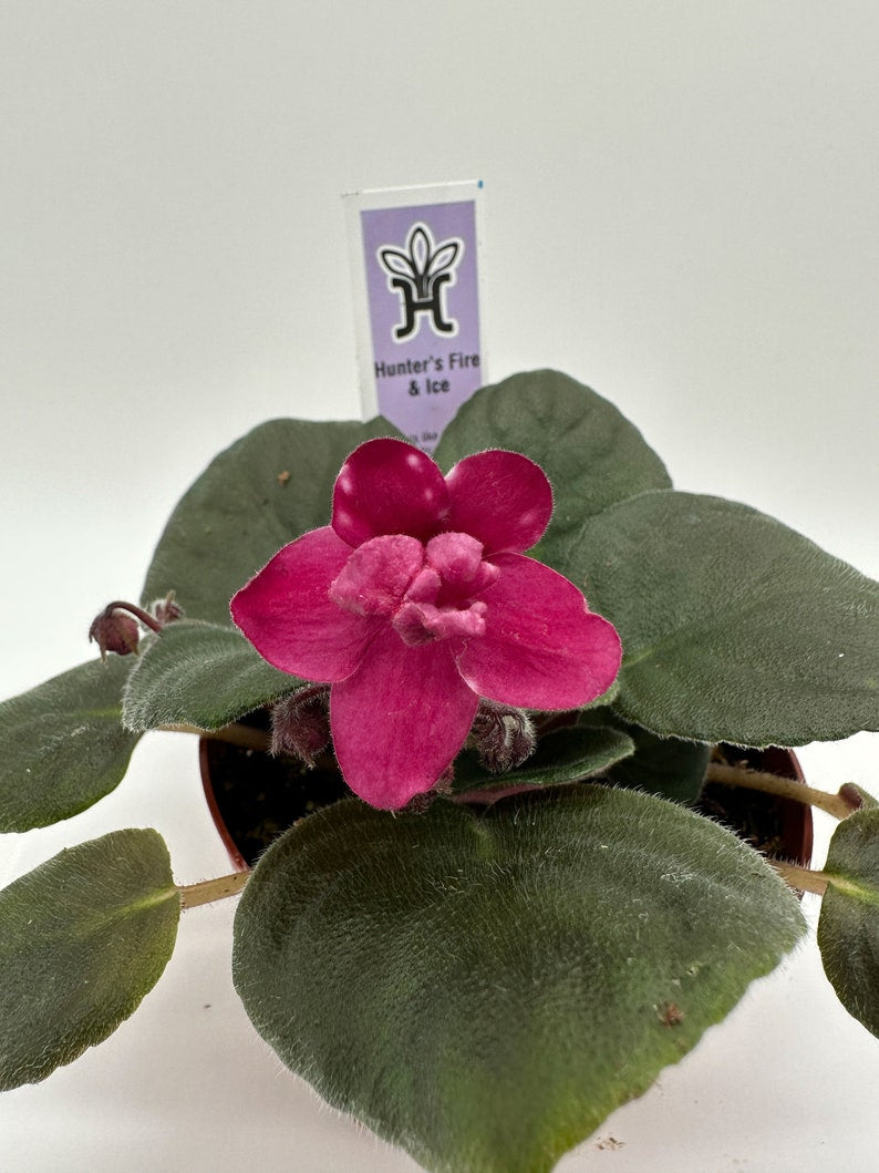Live African Violet 4" - Hunter's Fire & Ice, Blooming Plant - Saintpaulia ionantha