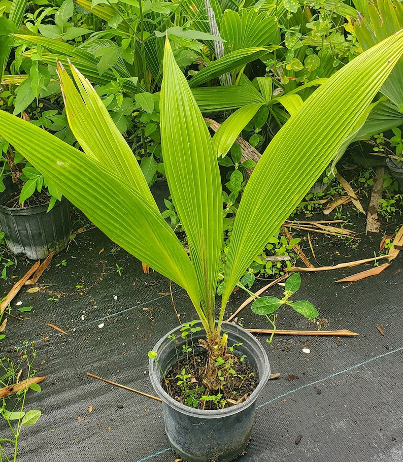 Fiji Fan Palm Live Plant - Pritchardia pacifica - Outdoor Grown - Minor Blemishes - Tropical Houseplant