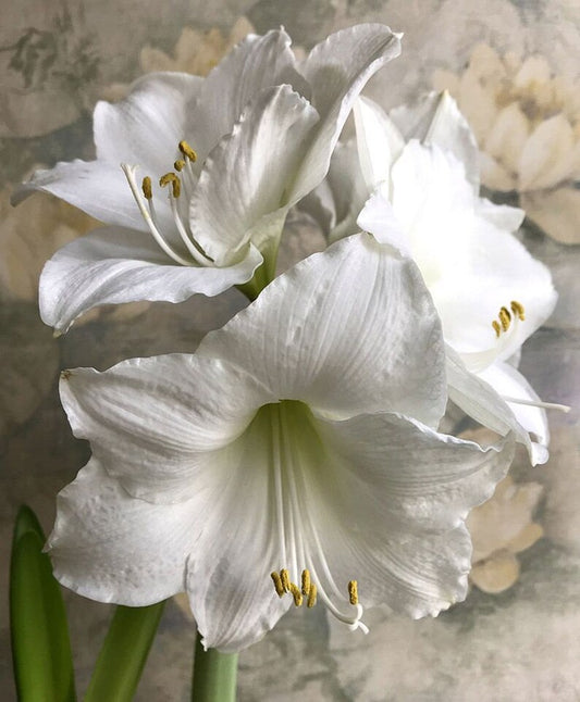 Amaryllis Bulb 28/30 cm 'Wedding Dance' Pure White Trumpet Blooms (Hippeastrum) | PREORDER Fall 2025 | Blue Buddha Farm