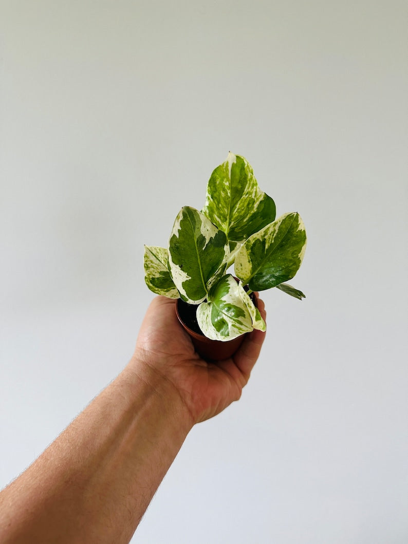 Pearls and Jade Pothos Starter Plant - 2” Pot - Epipremnum Aureum Pearls & Jade - Variegated Tropical Houseplant