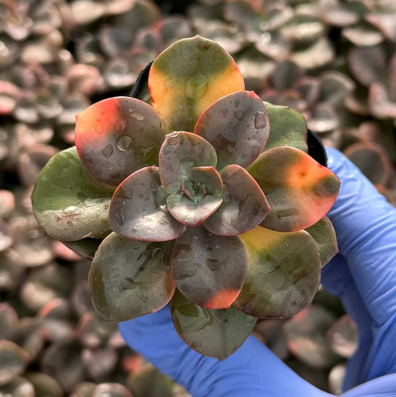 Echeveria Chroma Succulent | Colorful Live Plant | Echeveria 'Chroma' | Easy Care Indoor Flowering Plant
