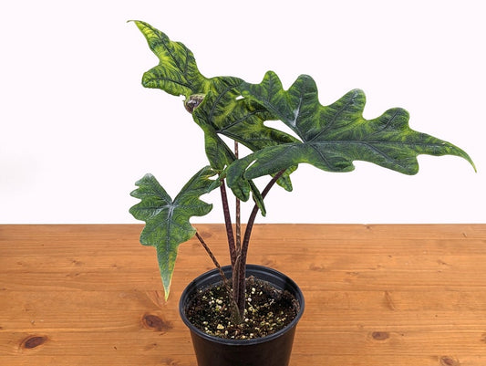 Alocasia Jacklyn Plant - Fuzzy Elephant Ear Houseplant - Easy to Grow Indoor Plant - Alocasia amazonica