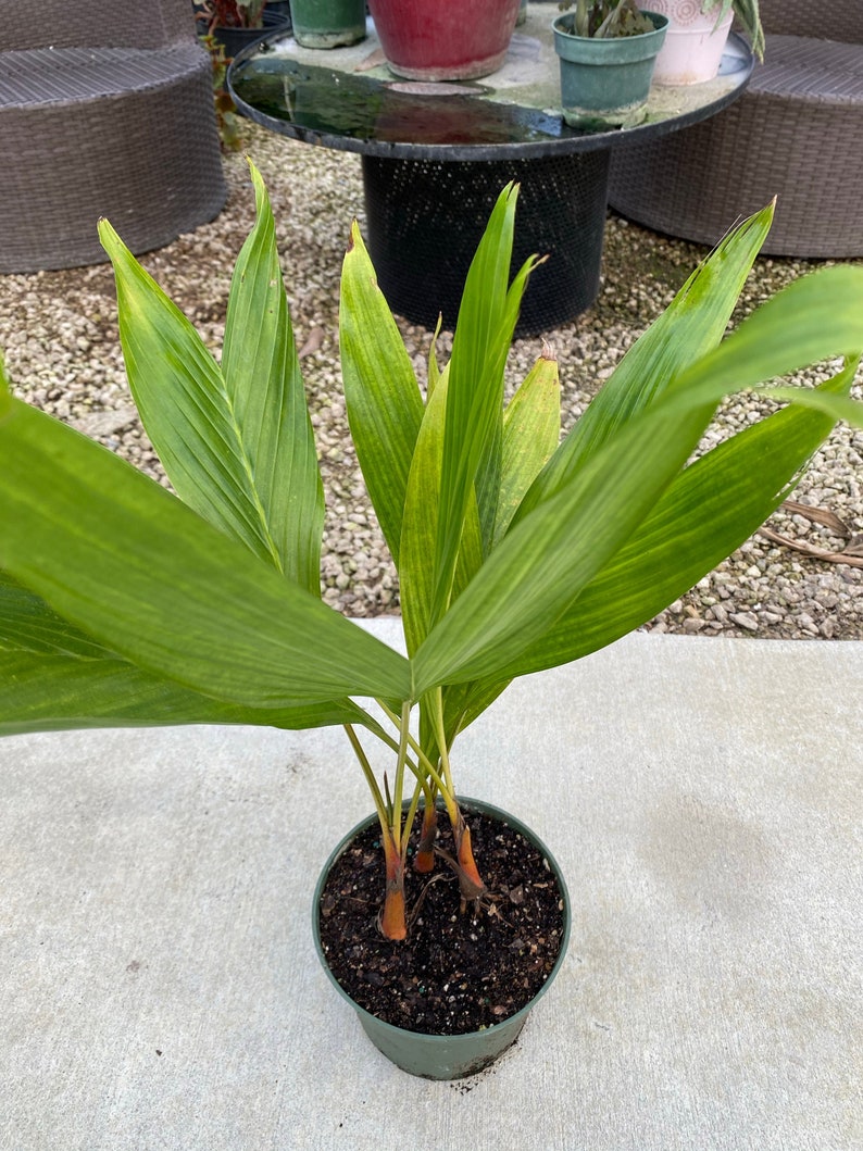 Areca Vestiaria Palm 6" Pot | Orange Crownshaft Palm | Rare Exotic Tropical Plant | Areca Vestiaria