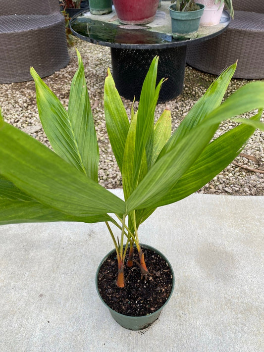 Areca Vestiaria Palm 6" Pot | Orange Crownshaft Palm | Rare Exotic Tropical Plant | Areca Vestiaria