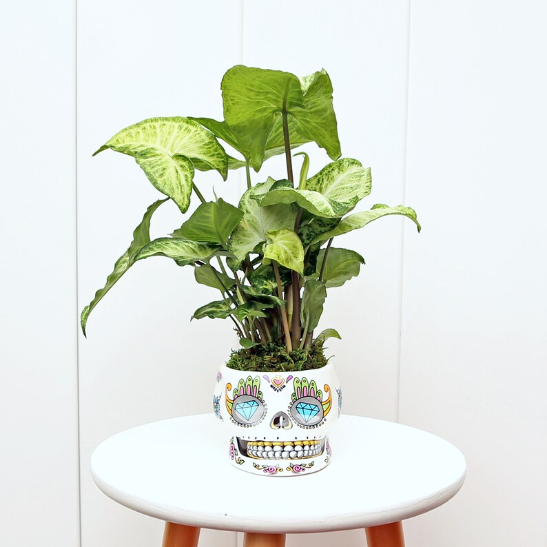 LIVE Syngonium Arrowhead Plant in Funky Ceramic Skull Pot - White Butterfly (Syngonium Podophyllum) - Unique Halloween Gift