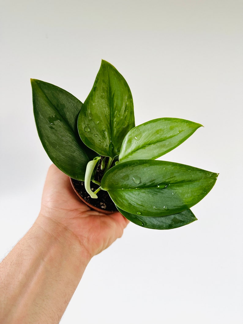 Scindapsus Treubii Moonlight Starter Plant - Live Pothos in 3” Pot - Low Maintenance Trailing Houseplant - Perfect for Low Light