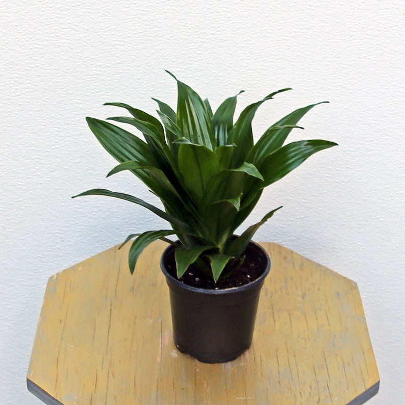 LIVE 4 Inch Janet Craig Compacta Dracaena Plant - Dwarf Dracaena, Pineapple Dracaena, Indoor Houseplant, Dracaena Compacta