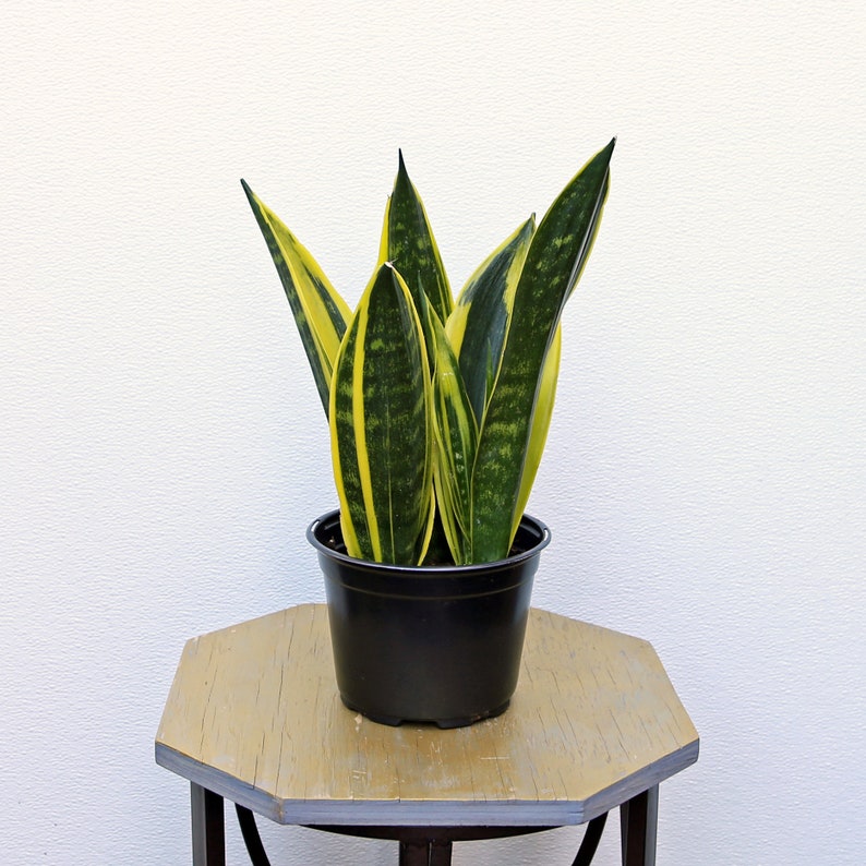 LIVE 6 Inch Sansevieria Golden Flame Snake Plant | Mother-in-Law's Tongue | Air Purifying Houseplant