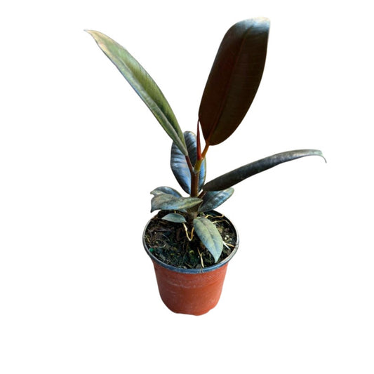 Burgundy Rubber Tree Plant in 4" Pot – Ficus Elastica – Indoor House Plant with Glossy Leaves – Low Light Tolerant