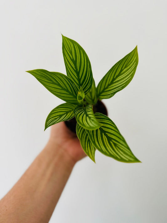 Calathea Vittata Starter Plant in 3” Pot - Brushstroke Plant - Tropical Houseplant - Calathea Species