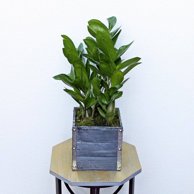 LIVE ZZ Plant in 6-Inch Wooden Pot, Zamioculcas Zamiifolia, Indoor Houseplant, Good Luck Gift, Low Maintenance Greenery