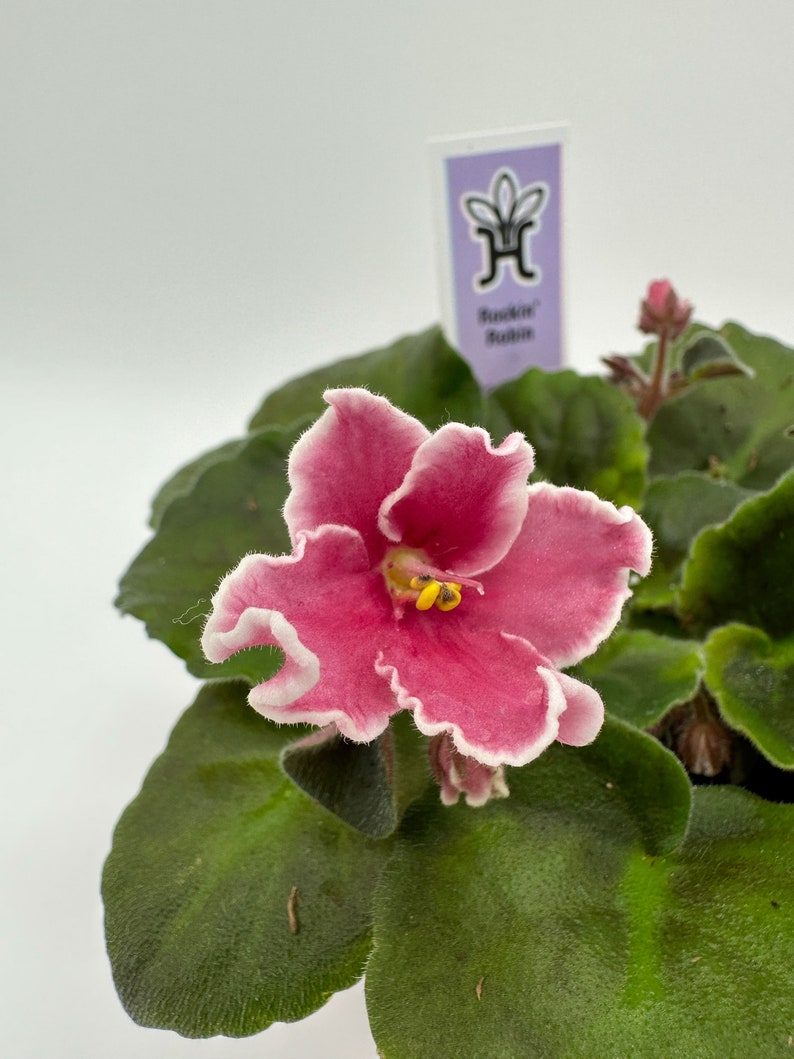 Live African Violet 4" - Rockin Robin Variety - Optimally Blooming Plant - Saintpaulia spp.
