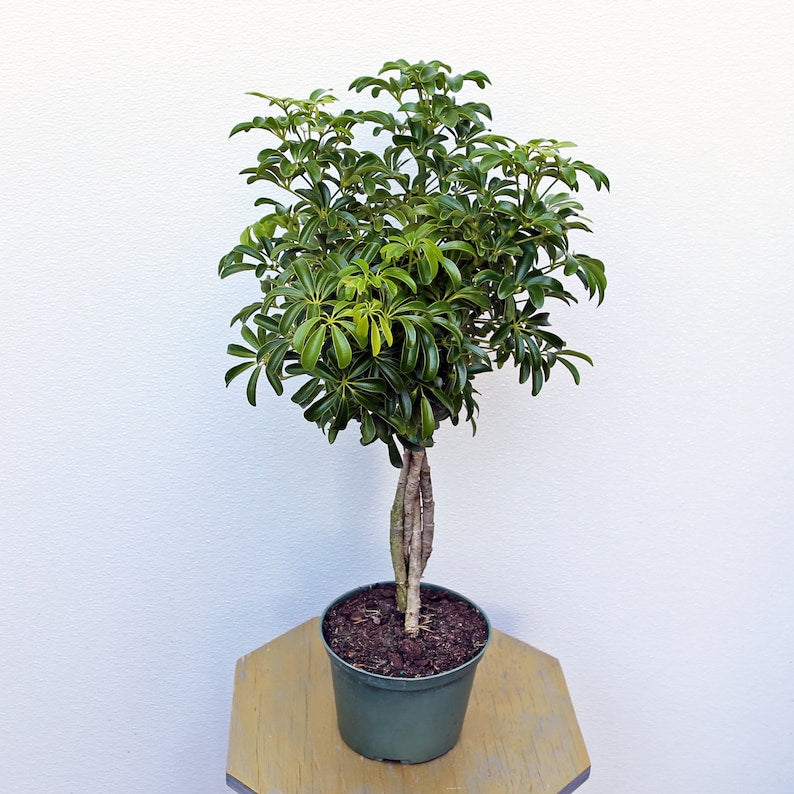 LIVE 6 Inch Pot Arboricola Hawaiian Schefflera Topiary Plant - Dwarf Umbrella Tree, Green Foliage, Houseplant, Evergreen
