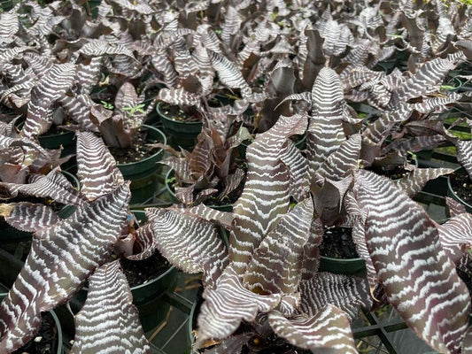 Bromeliad Plant - Cryptanthus Absolute Zero - Live Outdoor Plant - Tropical Houseplant for Home Decor