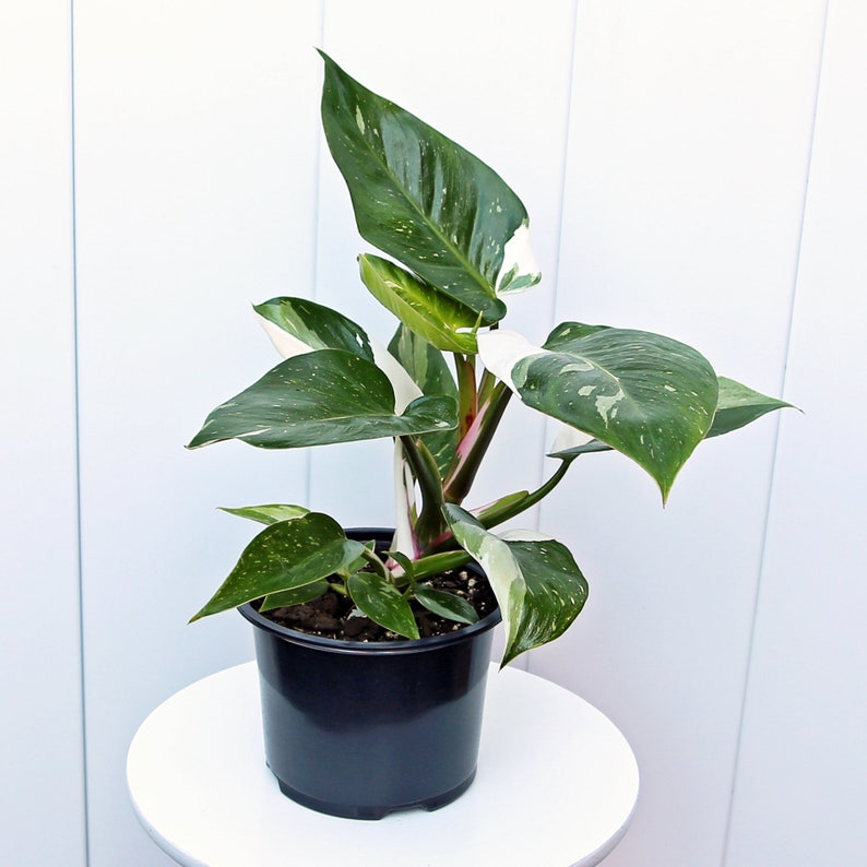 Philodendron White Princess Plant - 6” Live Rare Houseplant - Unique Variegated Green & White Foliage - Philodendron spp.
