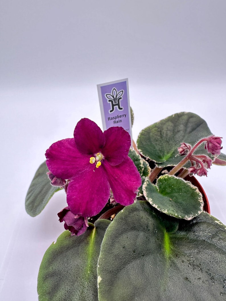 Raspberry Rain African Violet 4" Live Plant - Blooming African Violet (Saintpaulia) for Indoor Gardening and Home Decor