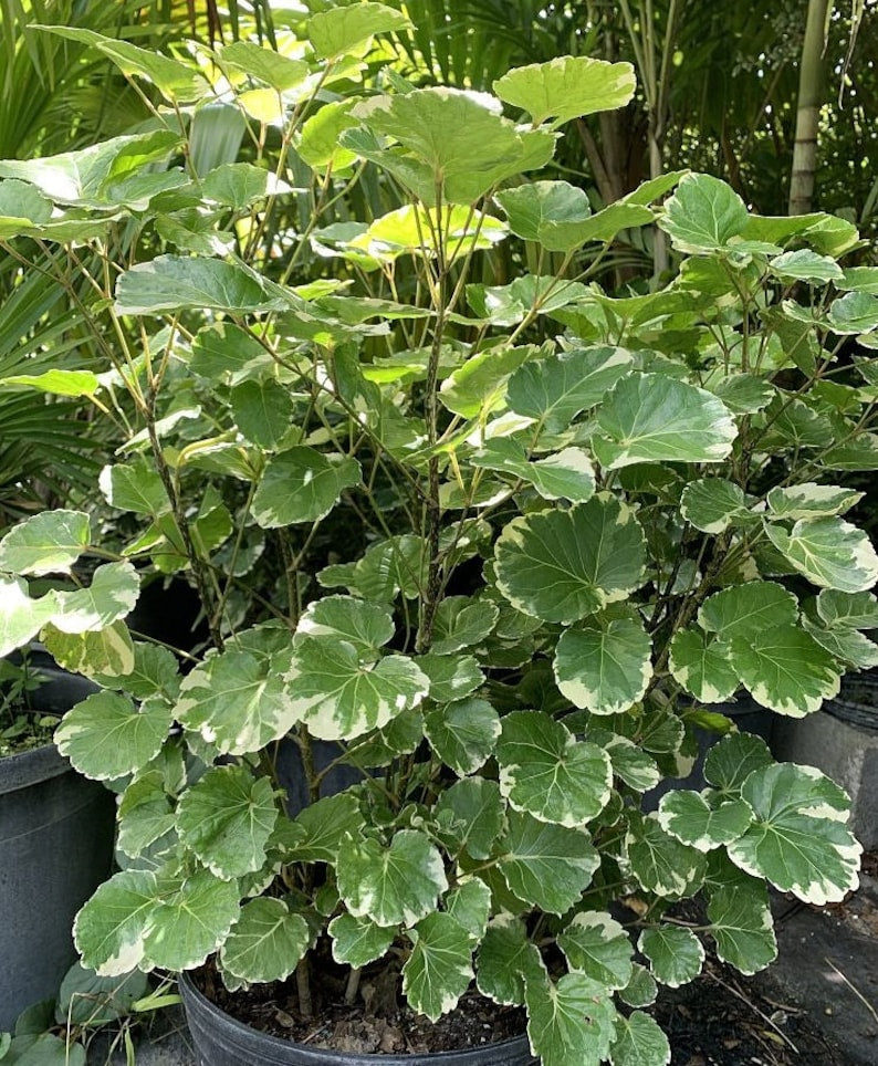Polyscias Balfouriana Variegated Plant | Aralia 'Lemon Lime' | Tropical Foliage | Indoor/Outdoor Accent Plant