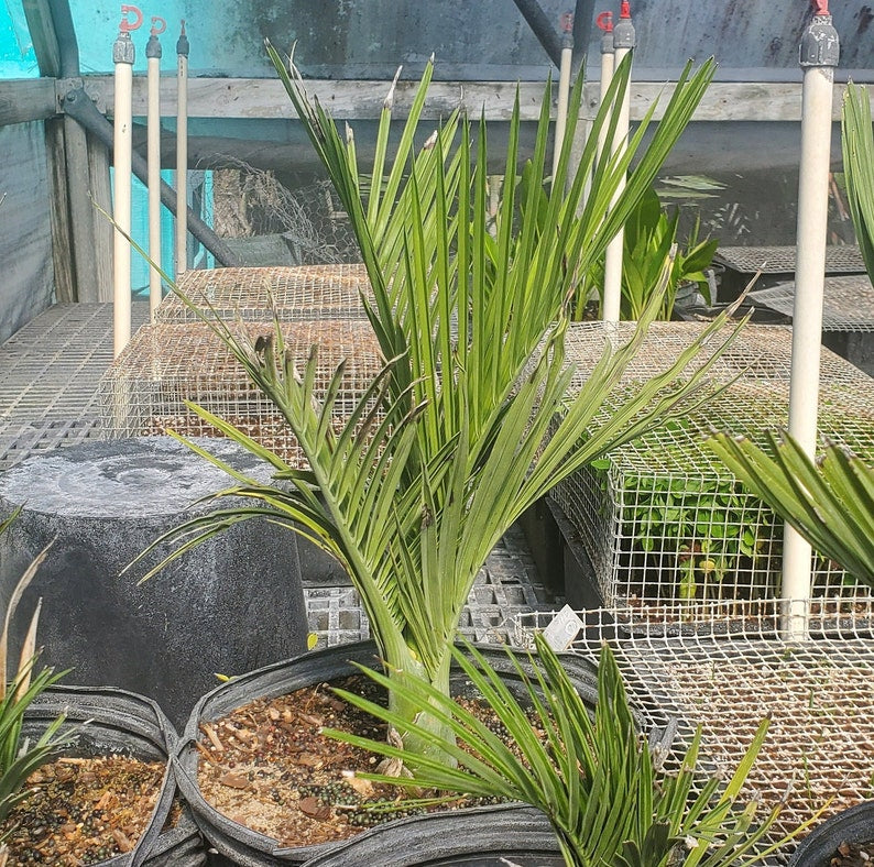 Pseudophoenix ekmanii Live Plant | Outdoor Grown | Minor Blemishes | Tropical Palm Plant