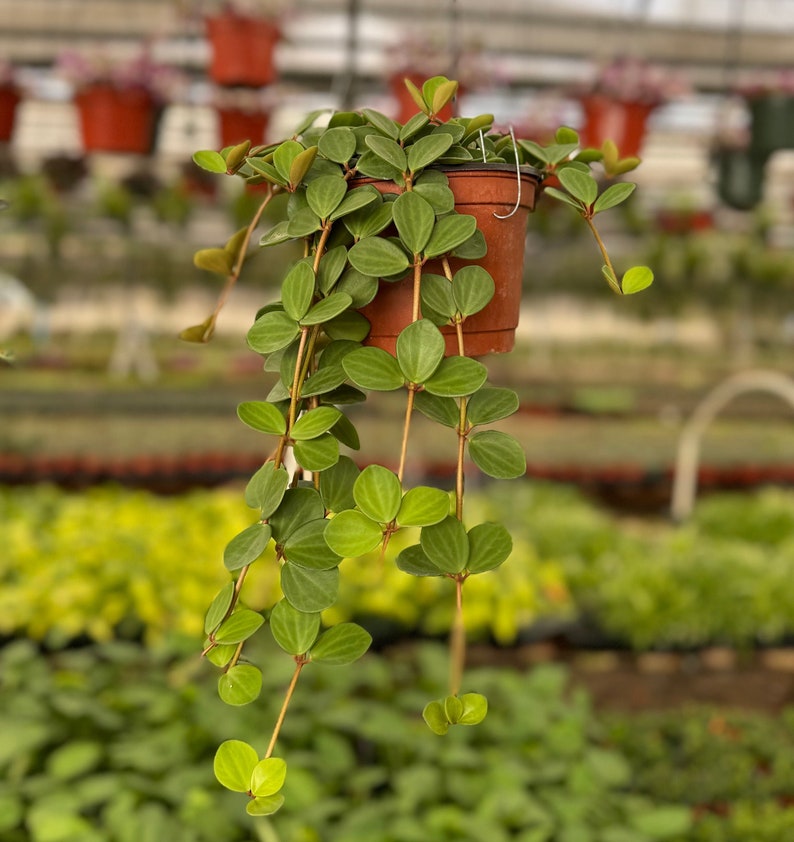 Trailing Succulent Plant | Peperomia Hope | Hanging Houseplant in 4" or 6" Pot | Adaptable Indoor Foliage Plant