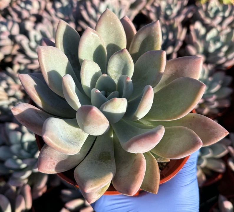 Echeveria Opalina Succulent | Pink Houseplant | Low-Maintenance Beauty | Echeveria 'Opalina'
