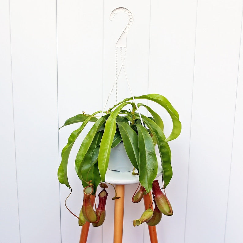 LIVE 6" Hanging Basket Pitcher Plant, Rare Tropical Carnivorous Plant, Nepenthes spp., Unique Gift for Plant Lovers