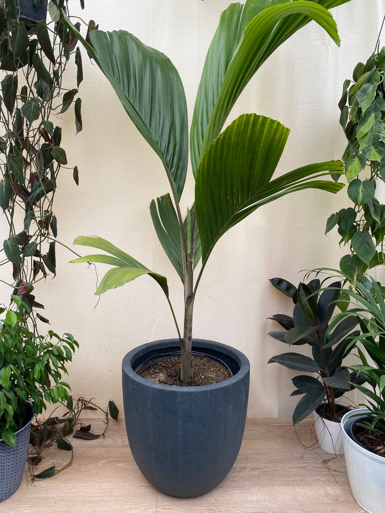 Latanier Palm Tree - Rare Thief Palm, Unique Oval Fan Palm, Phoenicophorium borsigianum, Tropical Houseplant for Indoor/Outdoor Decor