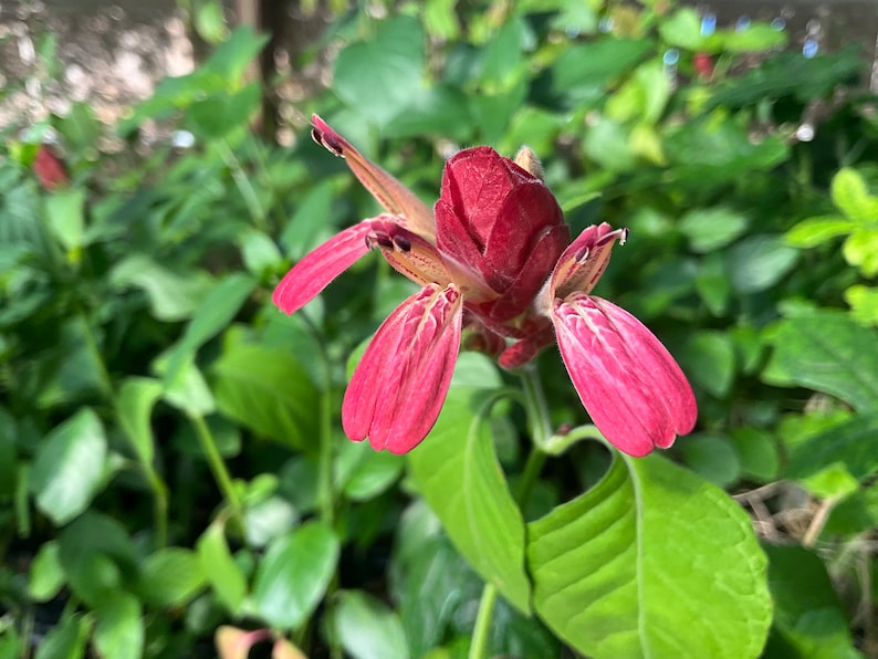 Shrimp Plant Live 2.5” Pot Justicia brandegeana Tropical Perennial Low Maintenance Houseplant