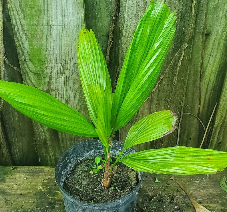 Licuala Grandis Palm - Live Plant - Tropical Indoor/Outdoor Palm - Licuala grandis - Grown Outdoors, Minor Blemishes