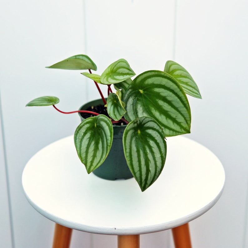LIVE 4” Peperomia Watermelon, Peperomia Argyreia, Indoor Plant, Housewarming Gift, Office Plant, Air Purifying Houseplant