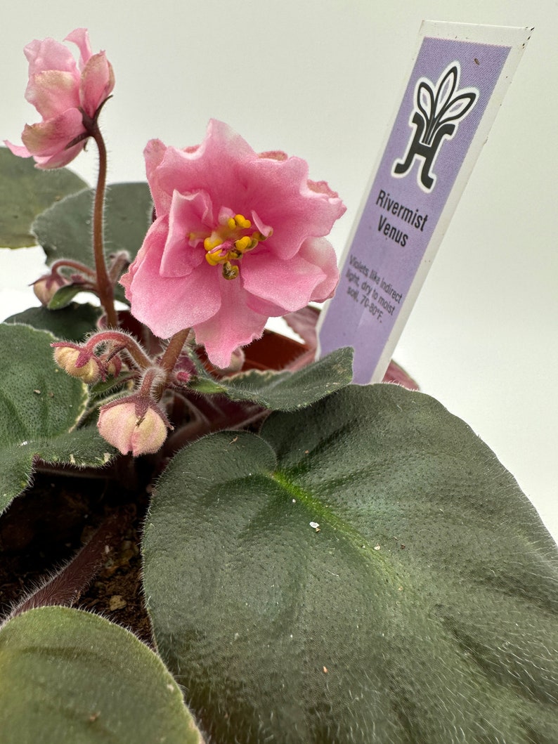 Live African Violet Plant - Rivermist Venus 4" - Blooming African Violet (Saintpaulia)