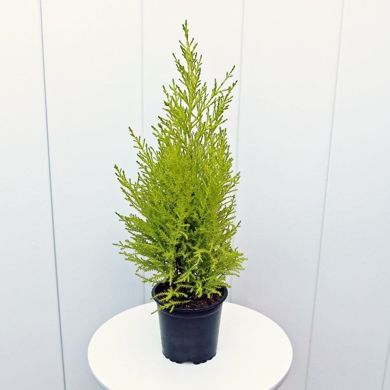 LIVE 4” Goldcrest Lemon Cypress Plant, Fragrant Houseplant, Cupressus Macrocarpa, Perfect Gift for Plant Lovers and Coworkers