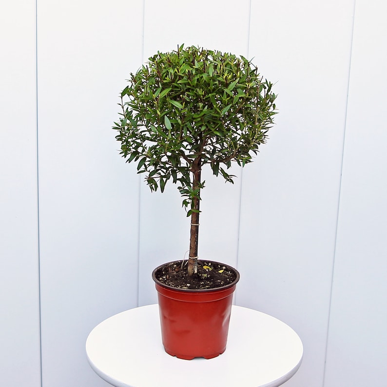 LIVE 4” Myrtle Topiary Plant, Myrtus Bonsai Tree, Fragrant Indoor Potted Plant, Sympathy Gift, Evergreen Shrub, True Myrtle