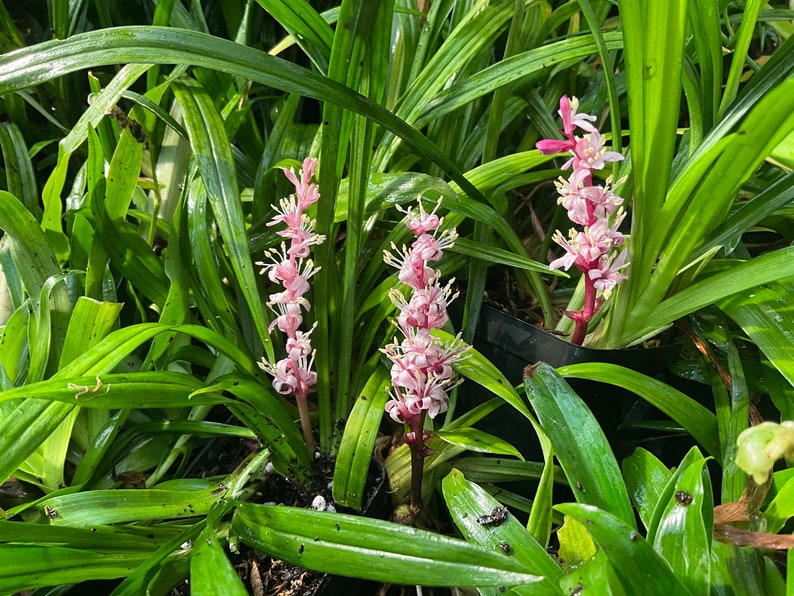 Lucky Grass Live Plants 2.5" Pot Rieneckea carnea - 2 Pack, Ornamental Ground Cover with Unique Flowers