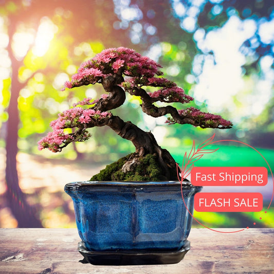 Bonsai Planter Pots 4" Indoor Glazed Ceramic with Drainage Hole - Ideal for Bonsai Trees - Beautiful Decorative Planters