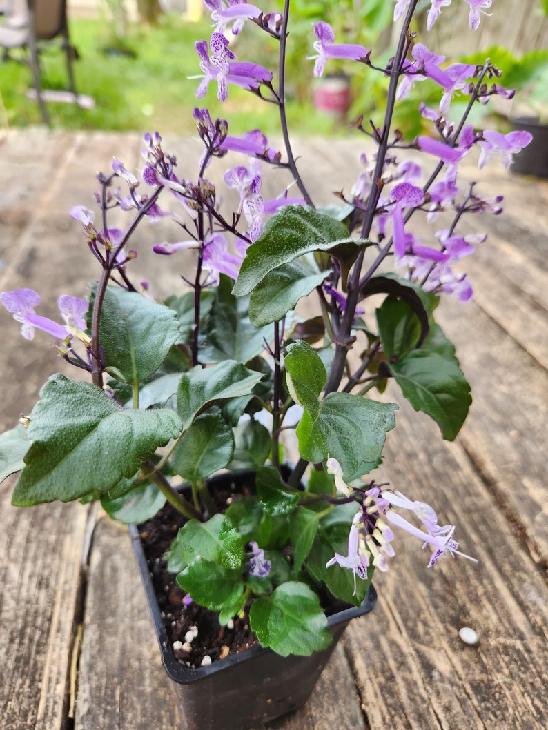 Mona Lavender Plant 5-7 in Plectranthus ecklonii Aromatic Flowering Herbaceous Perennial