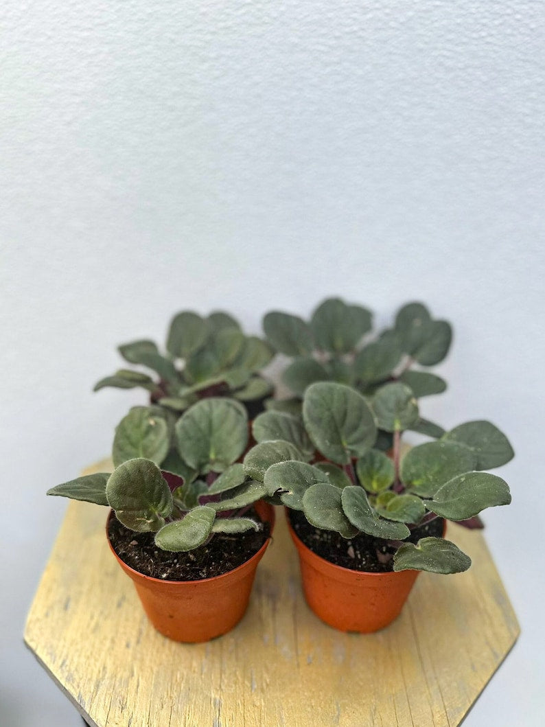 African Violets Combo 4 Inch Pots - Mixed Colors, Saintpaulia Houseplant Collection, Perfect Gift for Plant Lovers