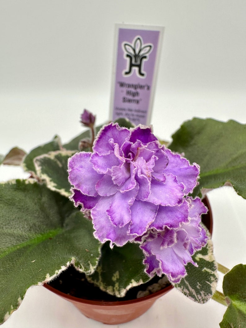 Live African Violet Plant 4" - Wrangler's High Sierra - Blooming Houseplant - Saintpaulia