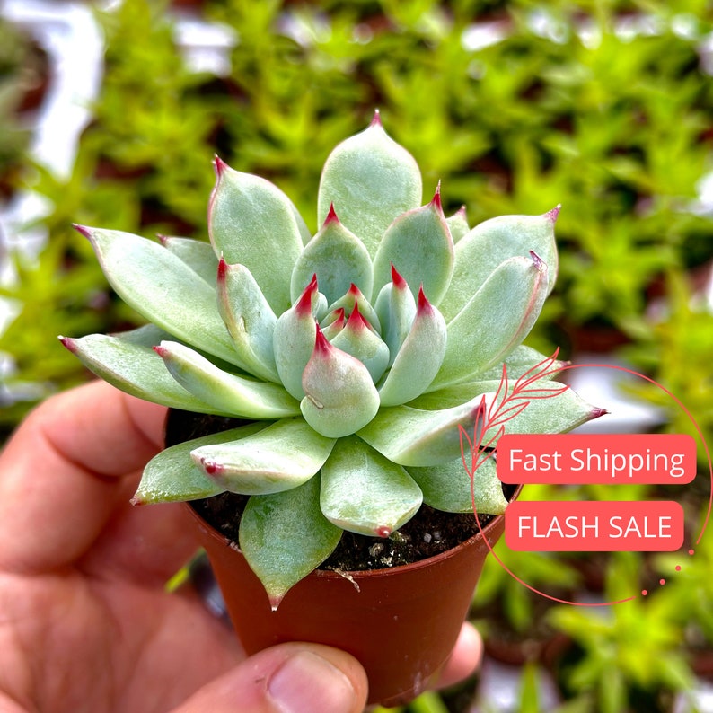 Echeveria Chihuahuaensis Succulent 2" Pot | Echeveria Cats Claw | Indoor Plant | Echeveria Chihuahua