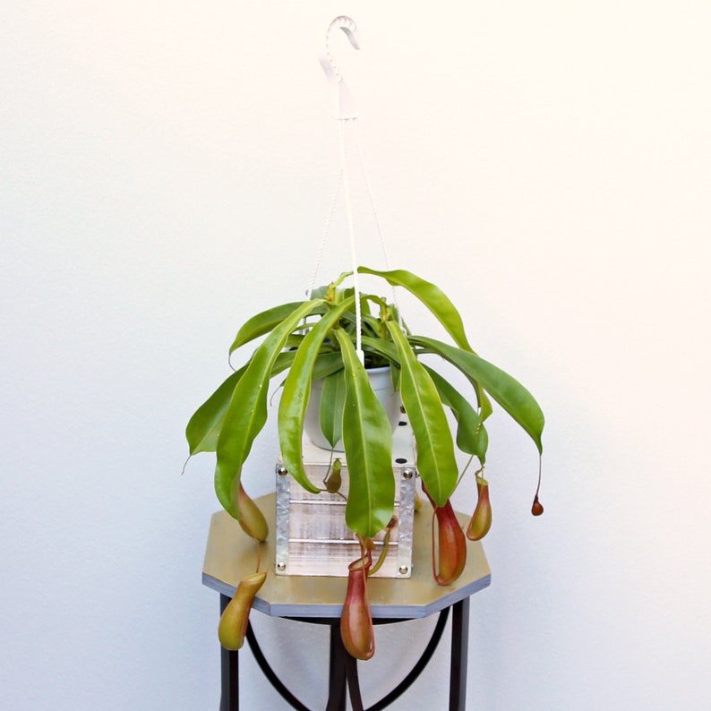 LIVE 6 Inch Hanging Basket Pitcher Plant, Rare Nepenthes, Unusual Houseplant Gift for Plant Lovers, Unique Birthday or Sympathy Gift