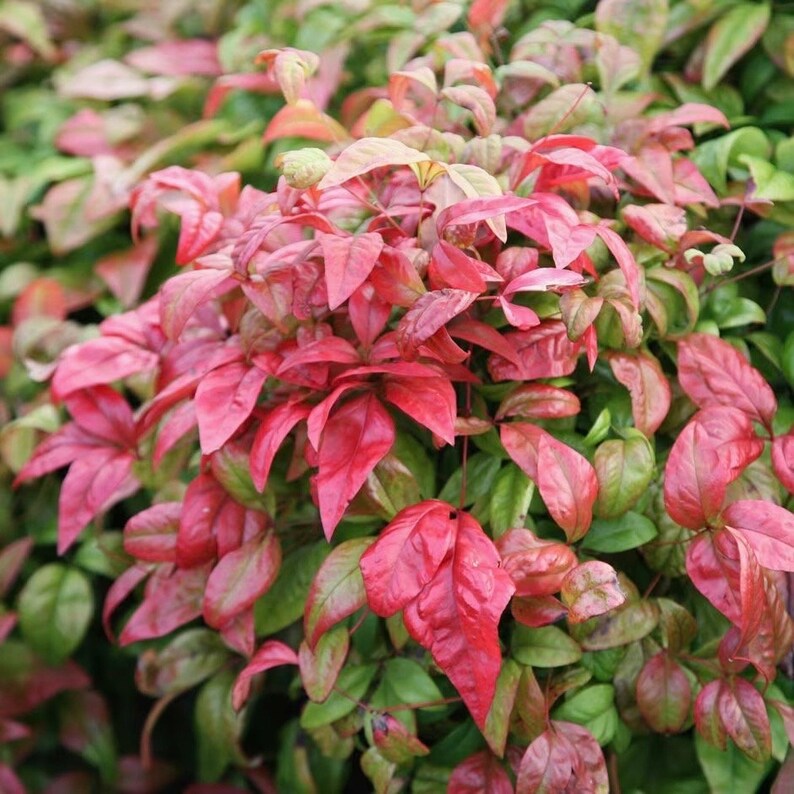 2" Nandina domestica 'Fire Power' Live Plants (15 Pack) - Fully Rooted, Evergreen Shrubs for Garden Landscaping